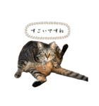 きじとらねこ小夏3（個別スタンプ：13）