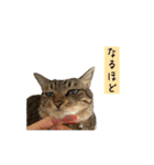 きじとらねこ小夏3（個別スタンプ：14）