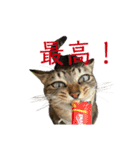 きじとらねこ小夏3（個別スタンプ：18）