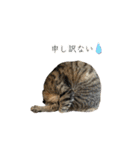 きじとらねこ小夏3（個別スタンプ：24）