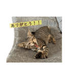 きじとらねこ小夏3（個別スタンプ：25）