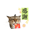 きじとらねこ小夏3（個別スタンプ：27）