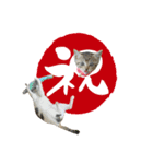 きじとらねこ小夏3（個別スタンプ：30）