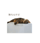 きじとらねこ小夏3（個別スタンプ：32）
