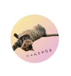 きじとらねこ小夏3（個別スタンプ：34）