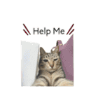 きじとらねこ小夏3（個別スタンプ：36）