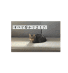 きじとらねこ小夏3（個別スタンプ：37）