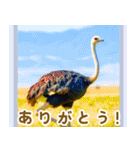 世界の鳥図鑑 2:日本語（個別スタンプ：17）