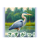 世界の鳥図鑑 1:日本語（個別スタンプ：3）