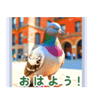 世界の鳥図鑑 1:日本語（個別スタンプ：25）