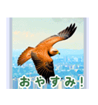 世界の鳥図鑑 1:日本語（個別スタンプ：27）