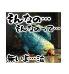 イヤイヤインコ。ムリムリインコ。（個別スタンプ：10）