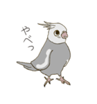 オカメインコのかわいさ（個別スタンプ：2）