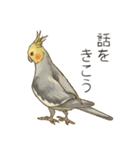 オカメインコのかわいさ（個別スタンプ：6）