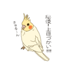 オカメインコのかわいさ（個別スタンプ：9）