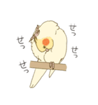 オカメインコのかわいさ（個別スタンプ：14）
