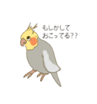 オカメインコのかわいさ（個別スタンプ：18）