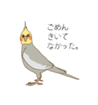 オカメインコのかわいさ（個別スタンプ：22）