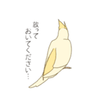オカメインコのかわいさ（個別スタンプ：24）