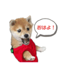 悶絶うーさんスタンプ（個別スタンプ：1）