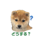 悶絶うーさんスタンプ（個別スタンプ：5）