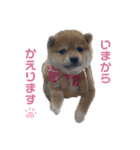 悶絶うーさんスタンプ（個別スタンプ：8）