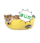 悶絶うーさんスタンプ（個別スタンプ：13）