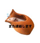 我が家のウーパールーパーの便利スタンプ！（個別スタンプ：11）