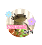 我が家のウーパールーパーの便利スタンプ！（個別スタンプ：12）