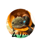 我が家のウーパールーパーの便利スタンプ！（個別スタンプ：15）