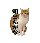 うちの猫猫にゃん（個別スタンプ：12）