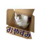 うちの猫猫にゃん（個別スタンプ：17）