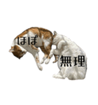 うちの猫猫にゃん（個別スタンプ：23）