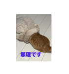 ちゃぴもかすみこ第3弾（個別スタンプ：1）