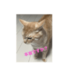 ちゃぴもかすみこ第3弾（個別スタンプ：2）