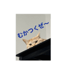 ちゃぴもかすみこ第3弾（個別スタンプ：5）