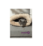 ちゃぴもかすみこ第3弾（個別スタンプ：9）
