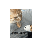 ちゃぴもかすみこ第3弾（個別スタンプ：11）