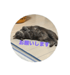 ちゃぴもかすみこ第3弾（個別スタンプ：12）