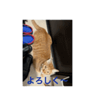 ちゃぴもかすみこ第3弾（個別スタンプ：13）