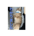ちゃぴもかすみこ第3弾（個別スタンプ：17）