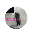 ちゃぴもかすみこ第3弾（個別スタンプ：21）