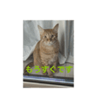 ちゃぴもかすみこ第3弾（個別スタンプ：25）