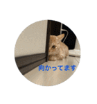 ちゃぴもかすみこ第3弾（個別スタンプ：29）