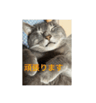 ちゃぴもかすみこ第3弾（個別スタンプ：30）