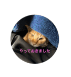 ちゃぴもかすみこ第3弾（個別スタンプ：31）
