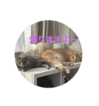 ちゃぴもかすみこ第3弾（個別スタンプ：36）