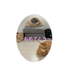 ちゃぴもかすみこ第3弾（個別スタンプ：40）
