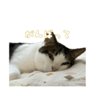 保護猫レオくん！その2！（個別スタンプ：9）