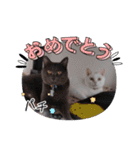 猫の日常➀（個別スタンプ：6）